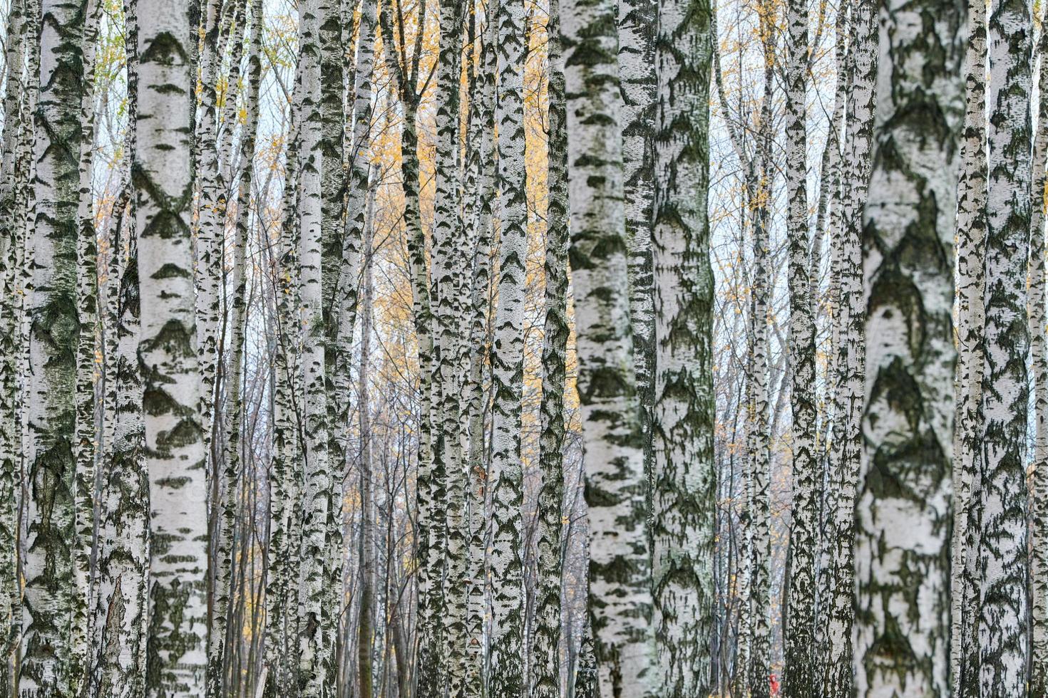 Dense birch forest photo