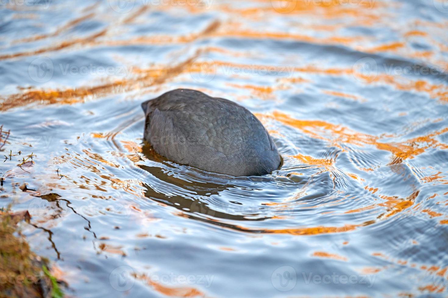 Coot floating on blue water. Close up of Fulica atra photo