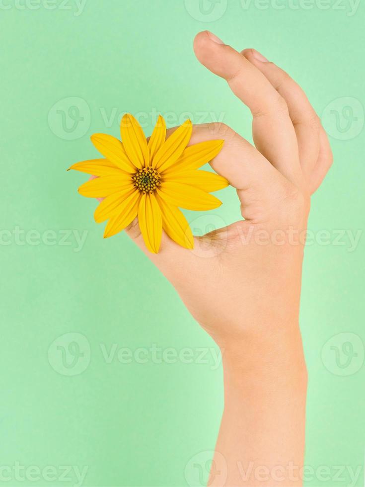Female hand holding topinambur yellow flower OK symbol, fine menstruation period on green background photo