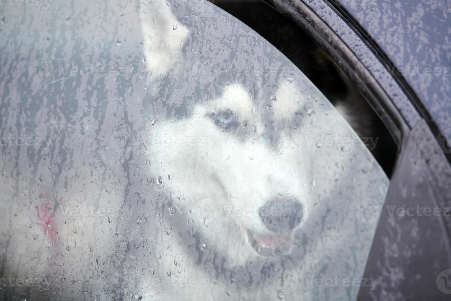 Husky dog in car photo