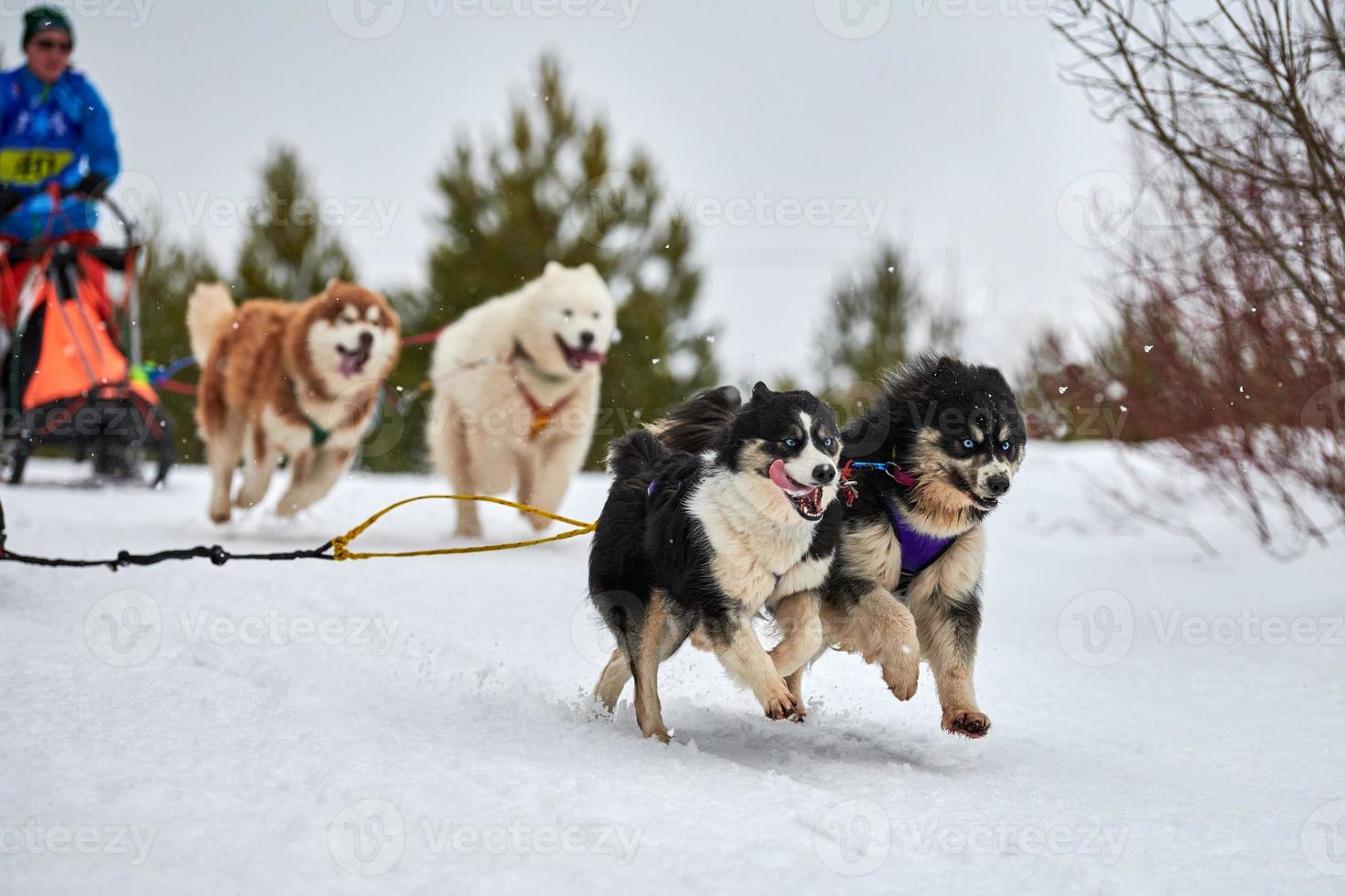 Husky sled dog racing photo