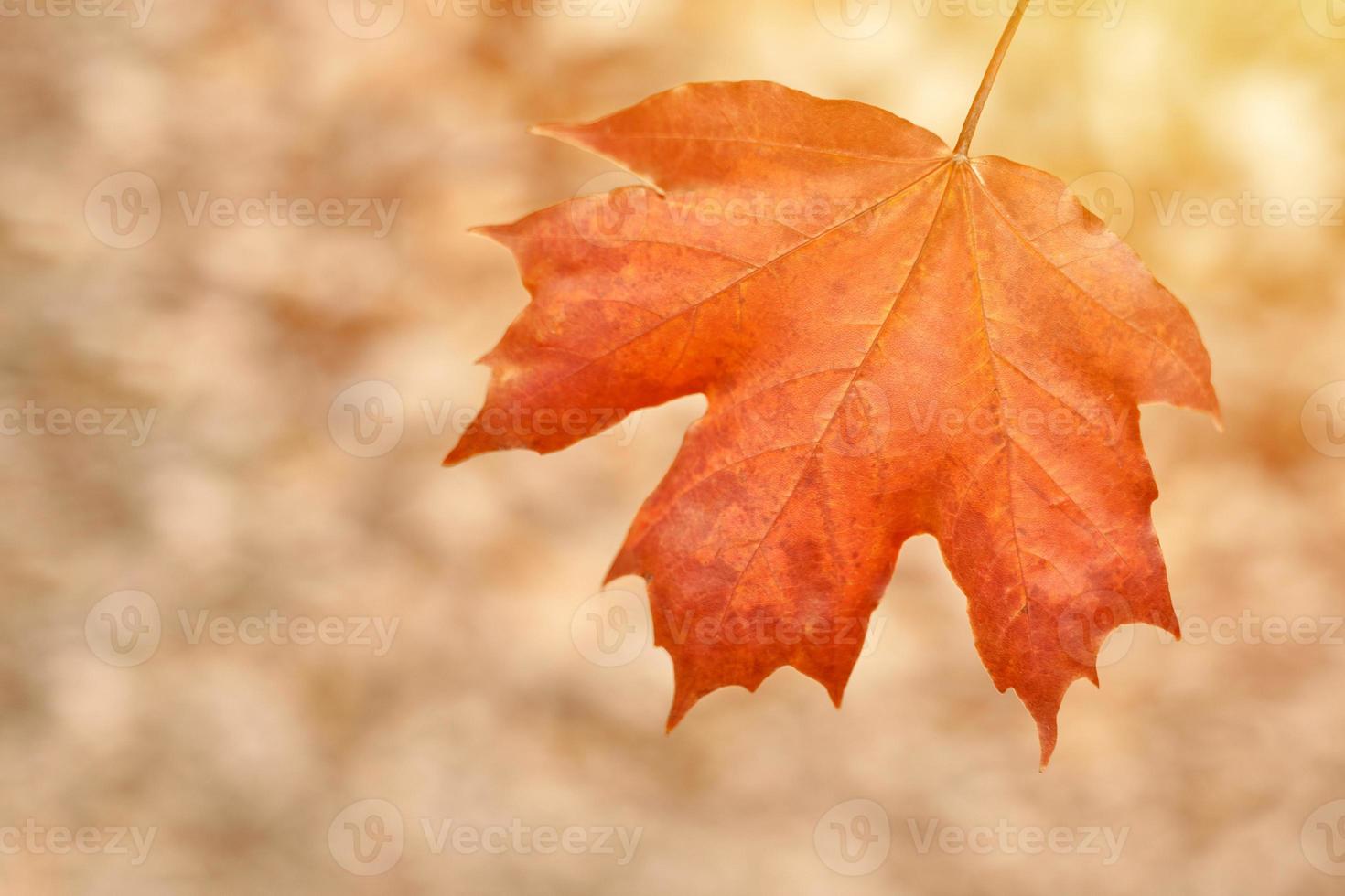 Red autumn leaf on yellow foliage background photo