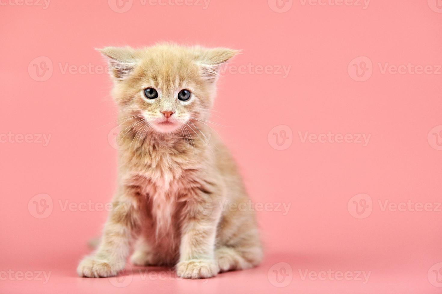 Maine coon cream kitten photo