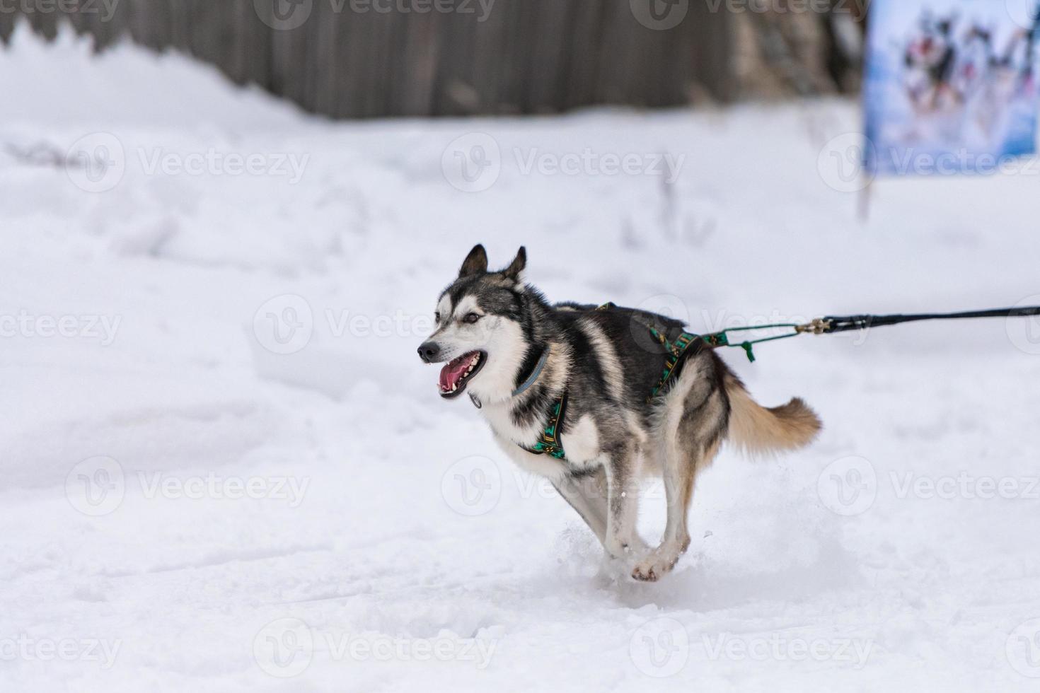 Sled dog racing. Husky sled dogs team in harness run and pull dog driver. Winter sport championship competition. photo