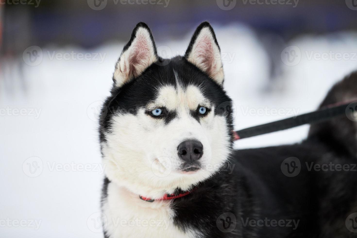 Husky sled dog face, winter background photo