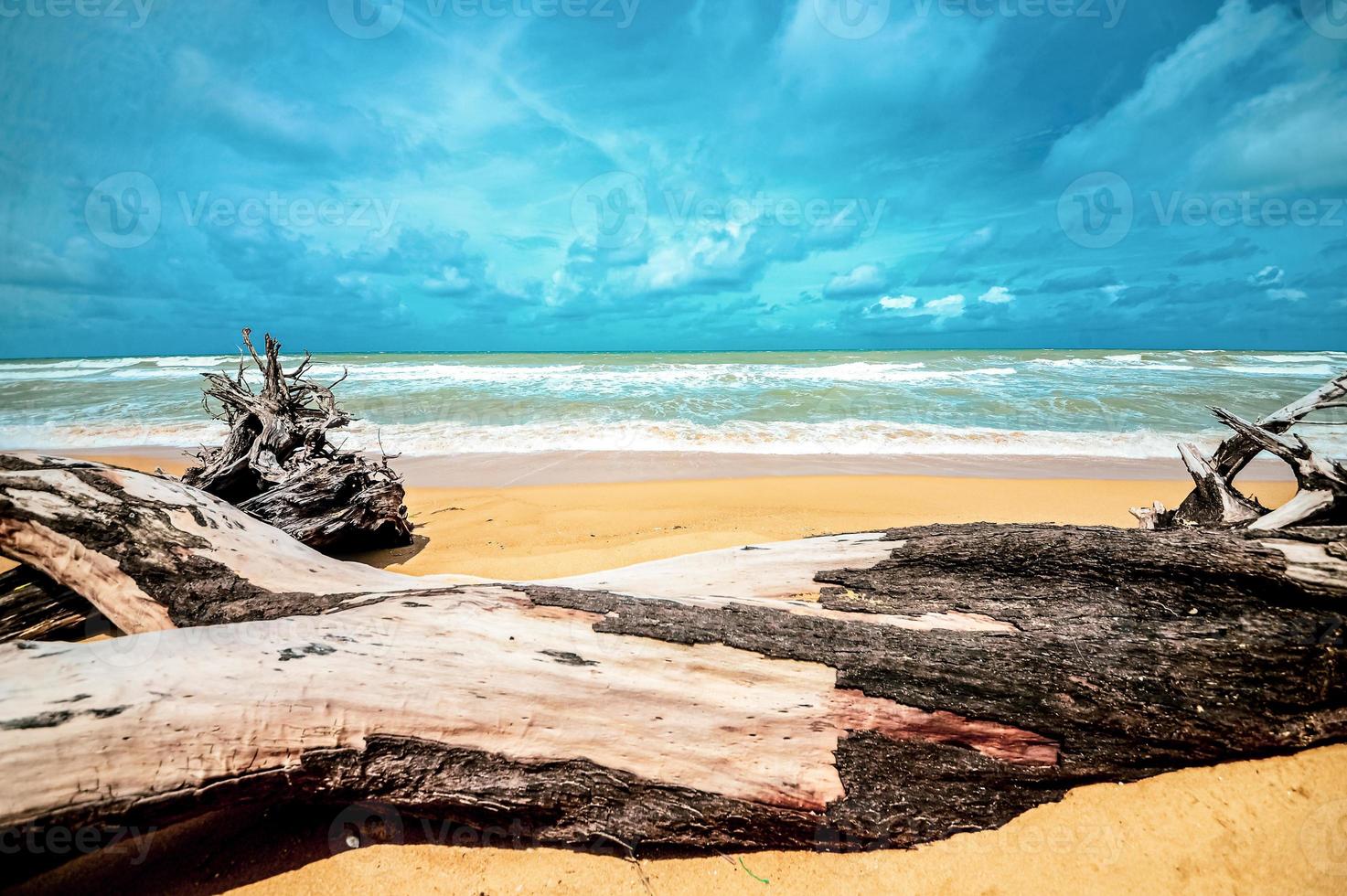 dead tree at beautiful beach photo