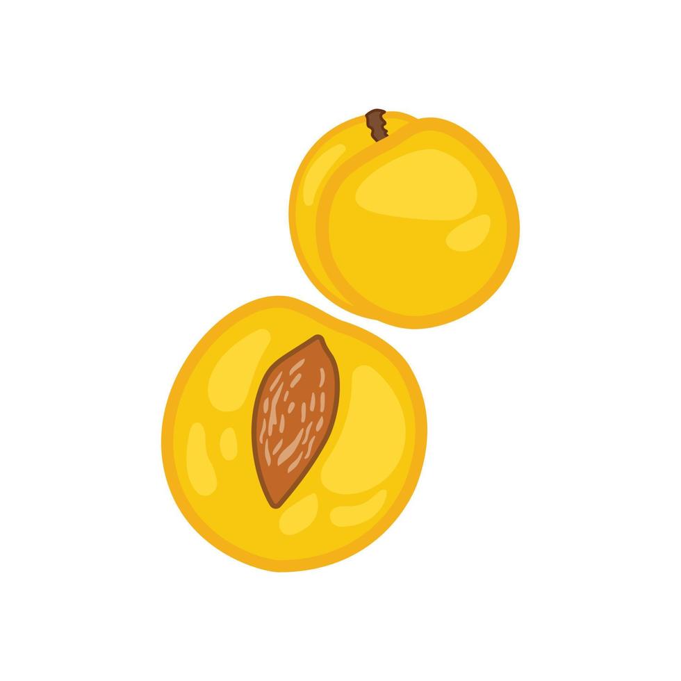 Apricots. Illustration in vector format White background isolated.
