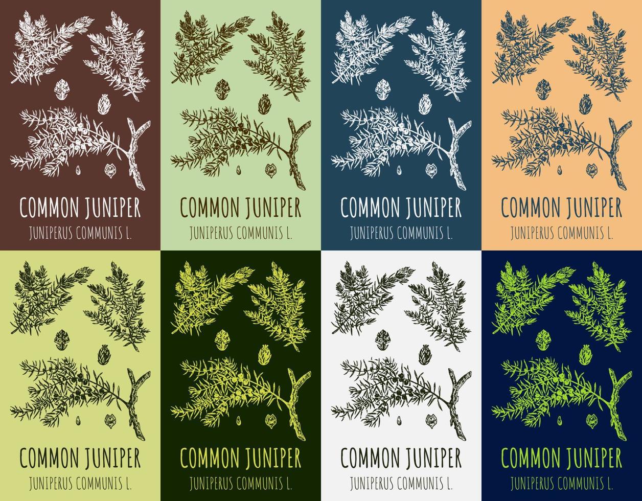 Set of vector drawing of juniper in various colors. Hand drawn illustration. Latin name JUNIPERUS COMMUNIS L.