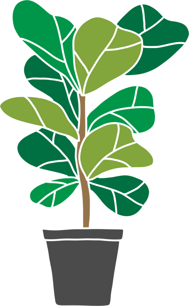 freehand sketch drawing of fiddle leaf fig tree. png