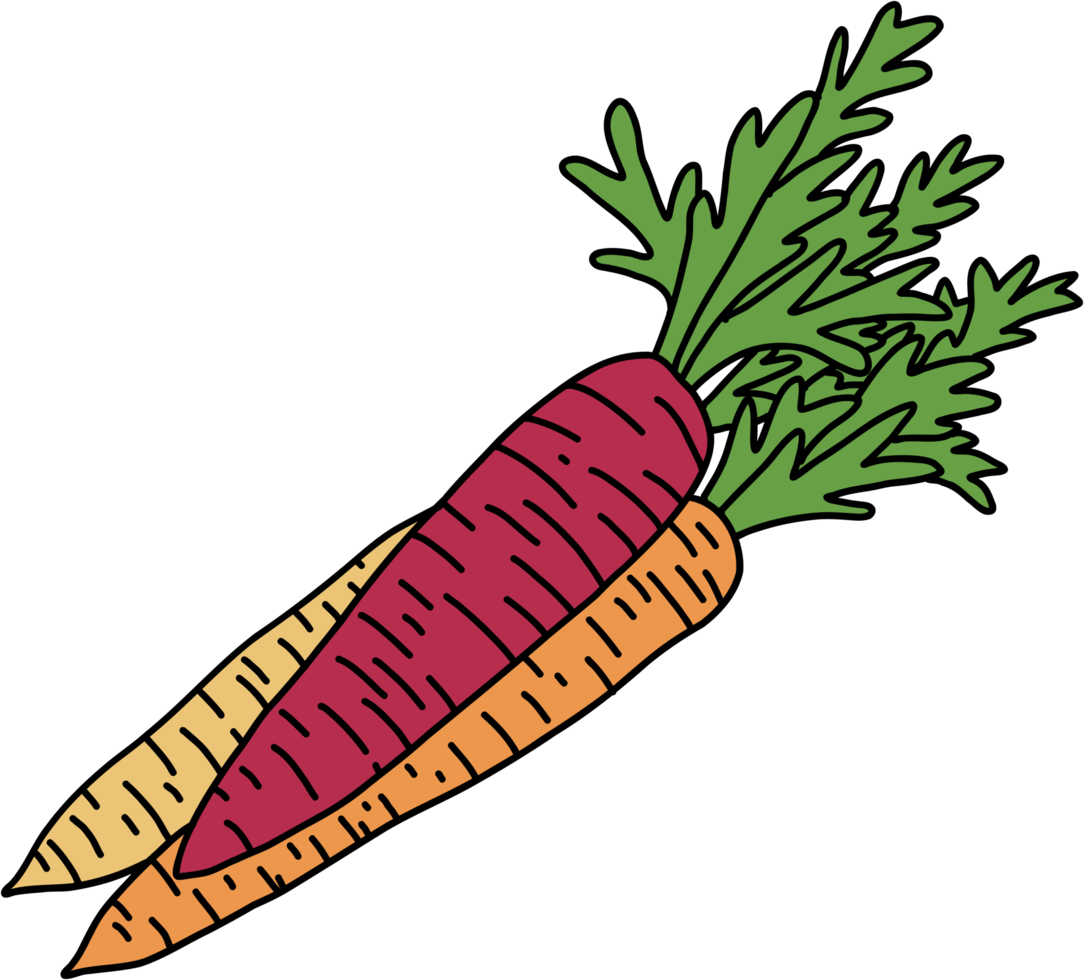 Gekritzel-Freihand-Skizzenzeichnung von Karottengemüse. png