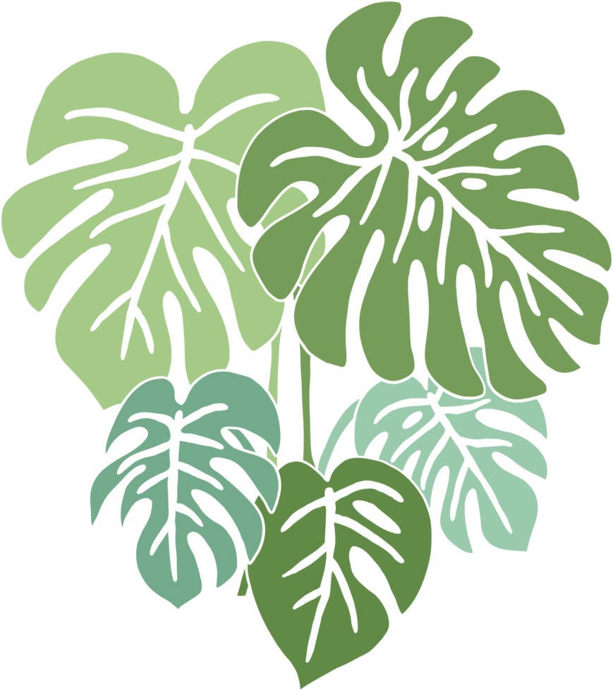 Simplicity monstera plant freehand drawing flat design. png