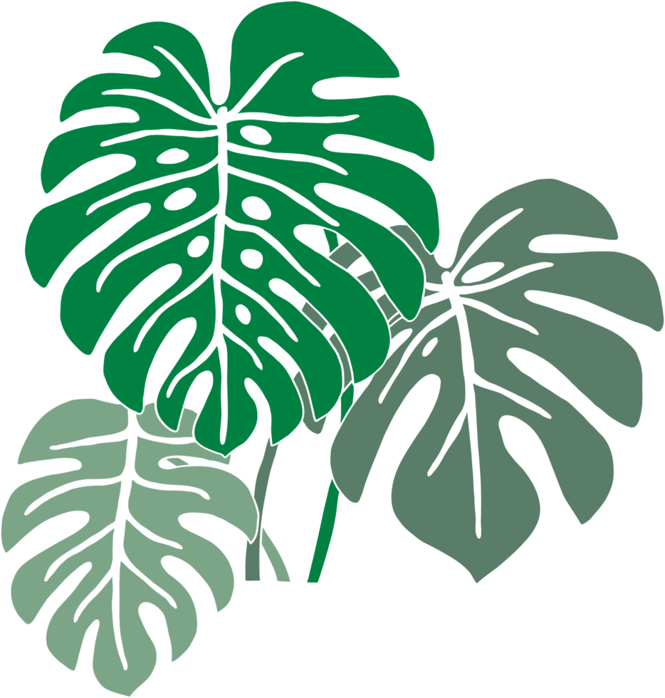 Einfachheit Monstera-Pflanze Freihand-Zeichnung flaches Design. png