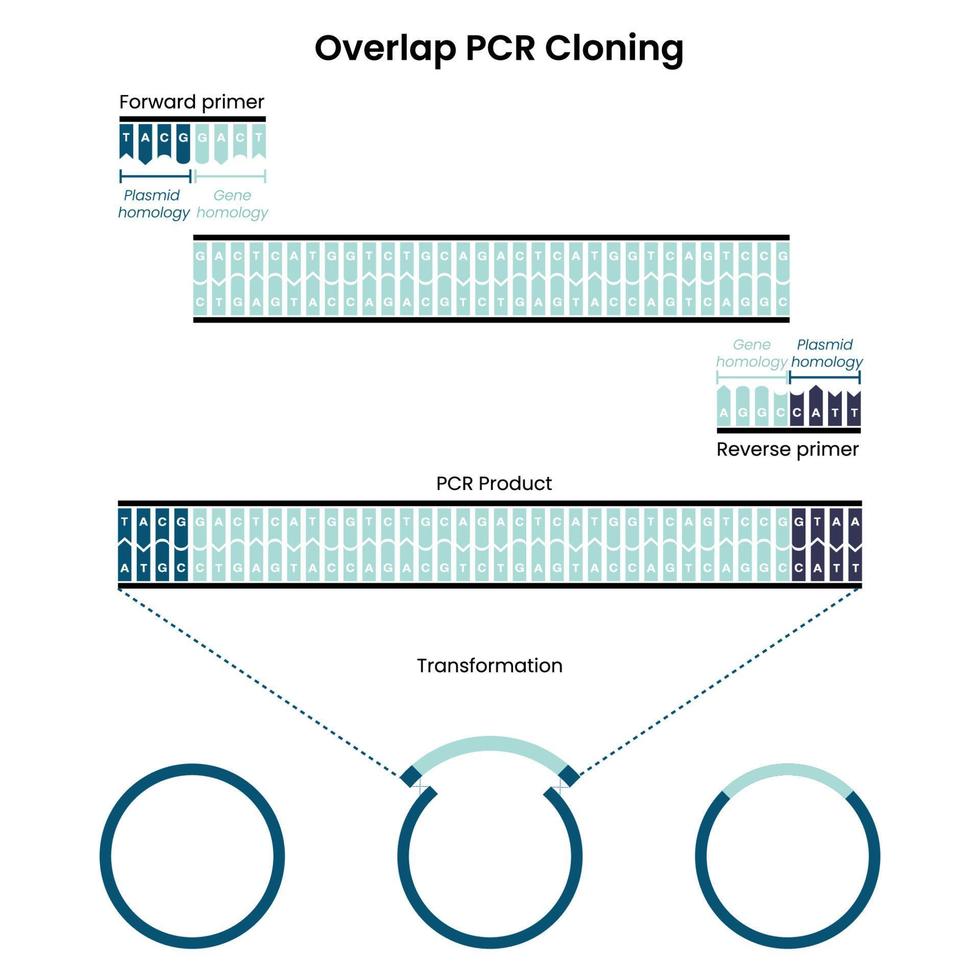 Overlap Polymerase Chain Reaction PCR Cloning vector graphic 11651304