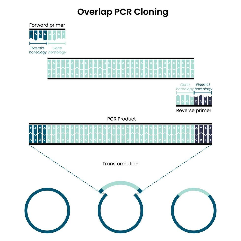 superposición de la reacción en cadena de la polimerasa pcr clonación gráfico vectorial vector