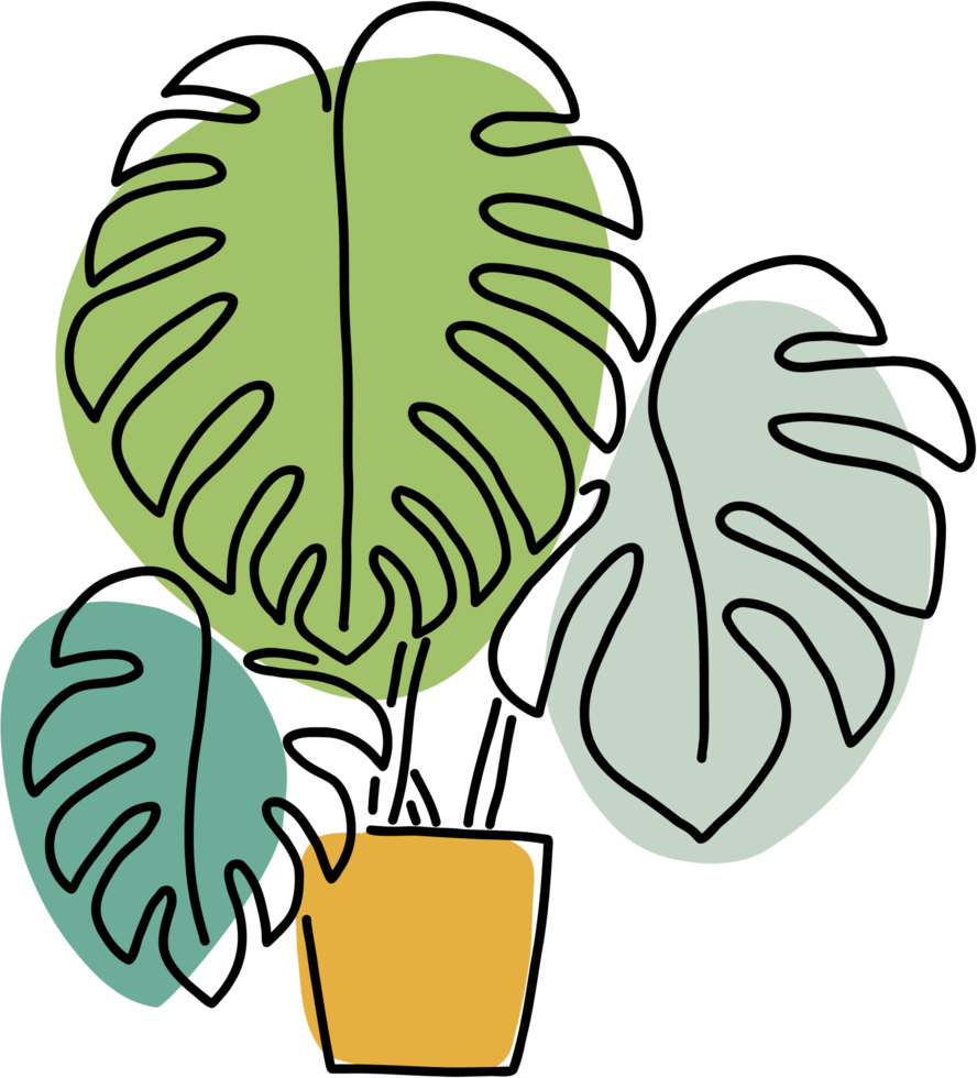 Simplicity monstera plant freehand drawing flat design. png