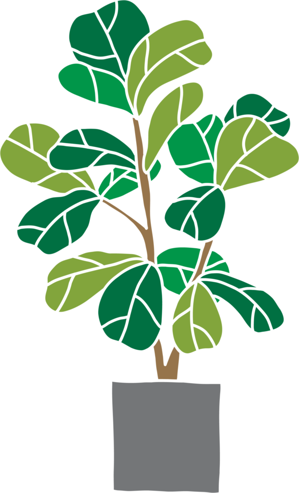 freehand sketch drawing of fiddle leaf fig tree. png