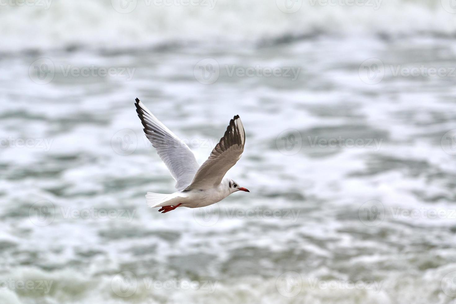 Seagull, gull flying over sea background photo