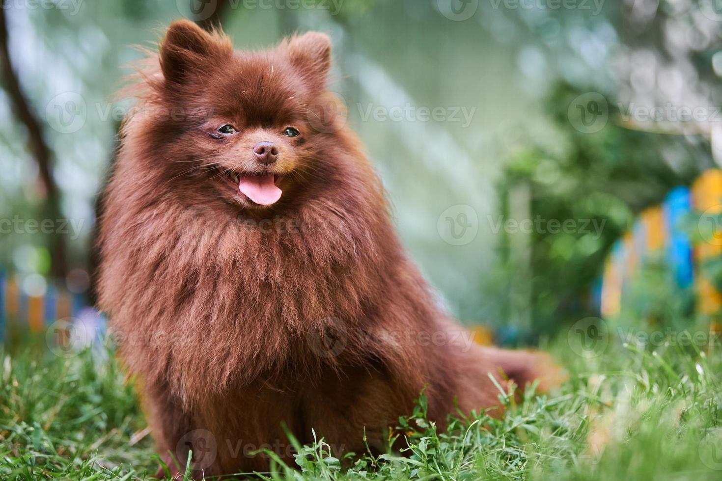 perro marrón pomeranian spitz en el jardín foto