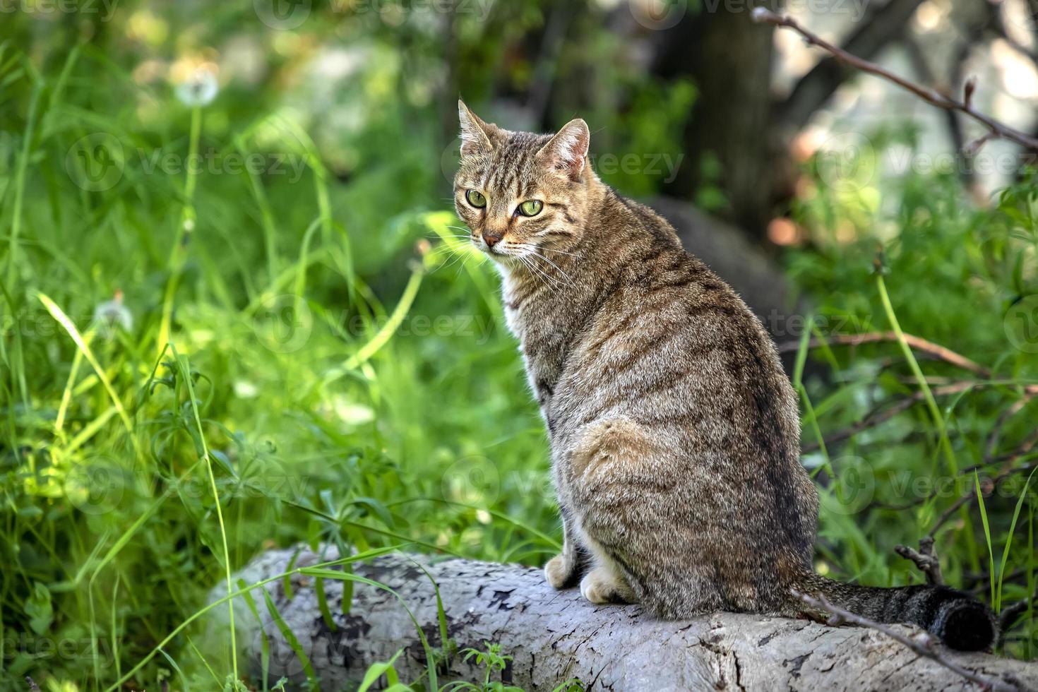 Portrait of beauty wild cat with green eyes in the forest photo