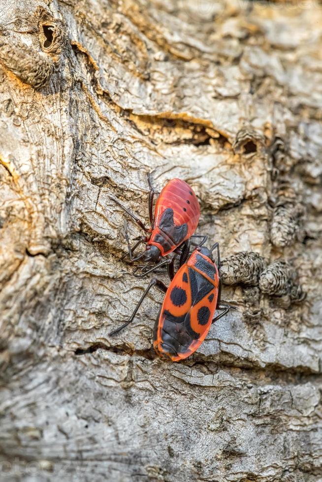 primer plano de firebug europeo en una corteza de madera en primavera, buscando un compañero en la temporada de reproducción, vista vertical foto