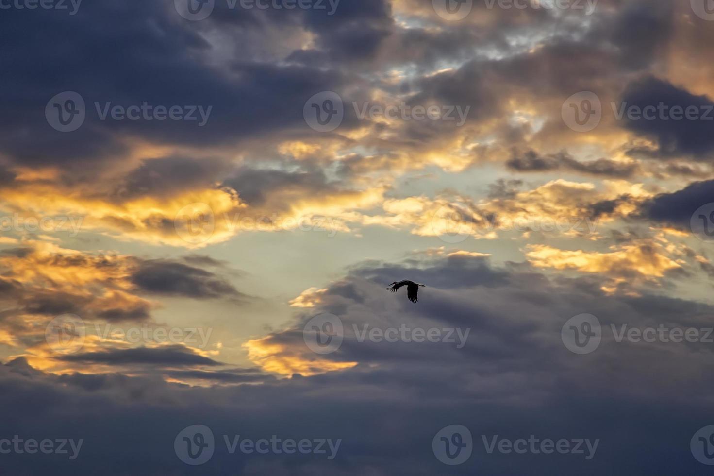 Silhouette of natural white stork  in flight against an amazing colorful sky photo