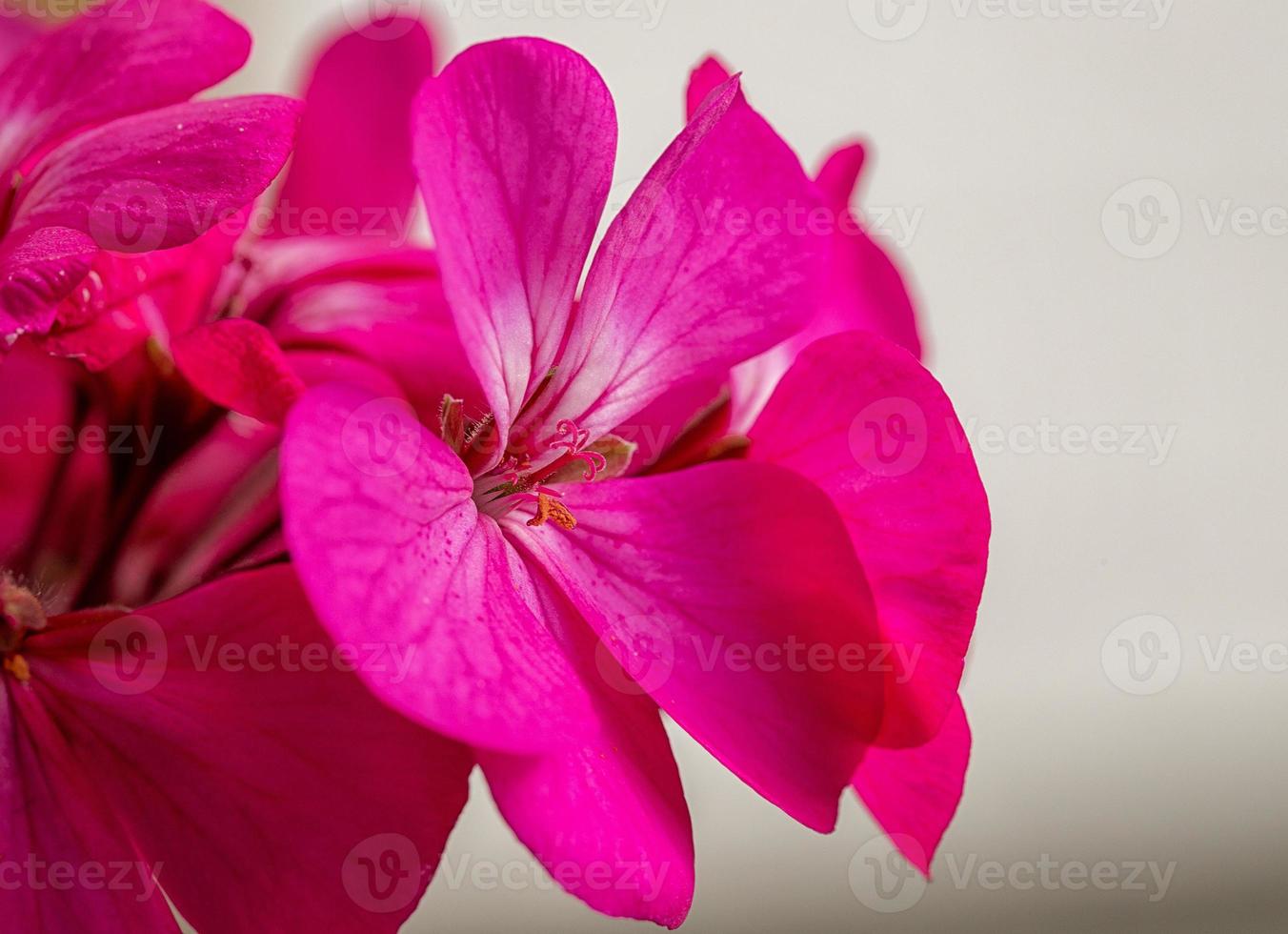 Closeup of beautiful red flowers on a sunny day. photo