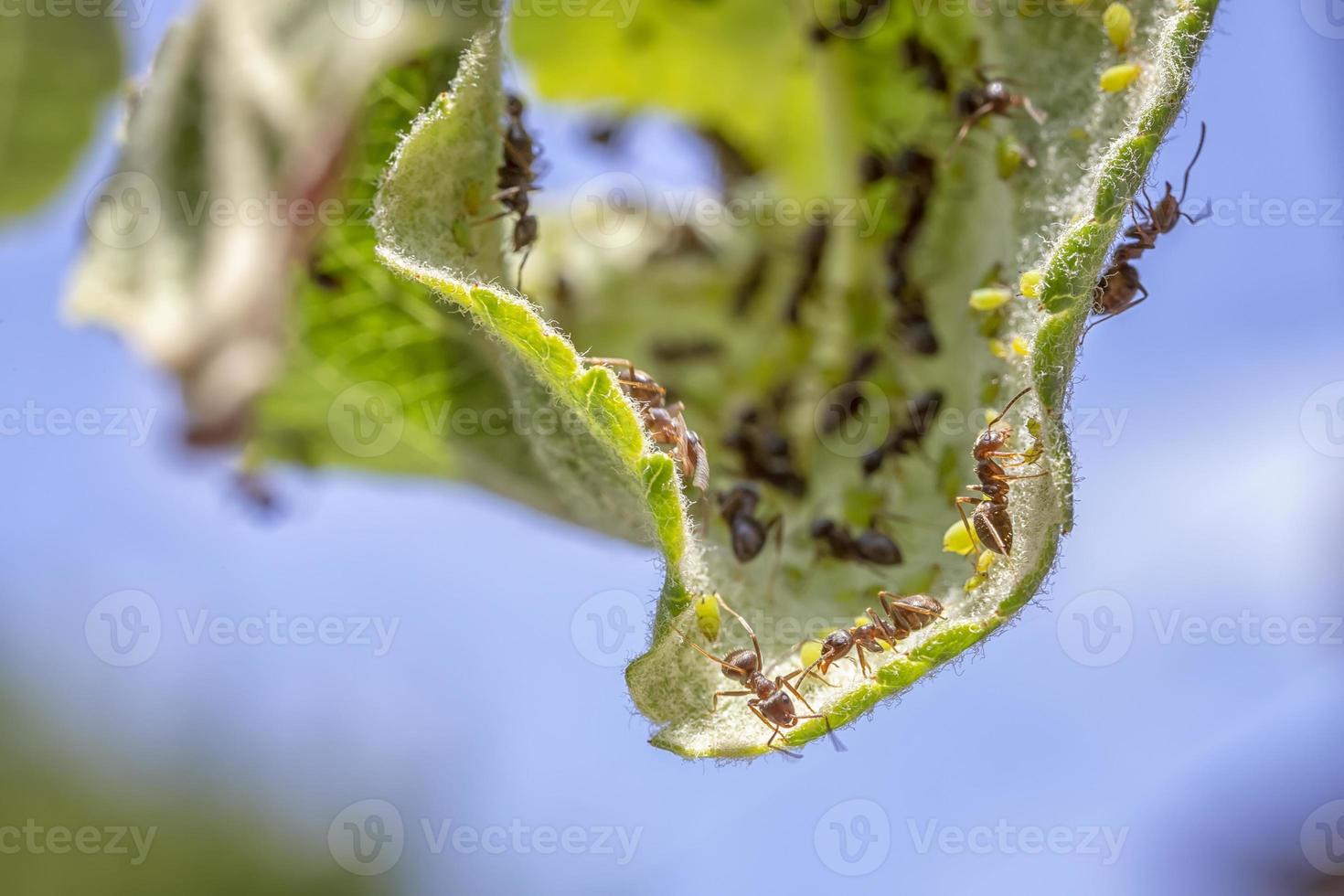 Stunning Macro of many ants on a leaf and lice larvae photo