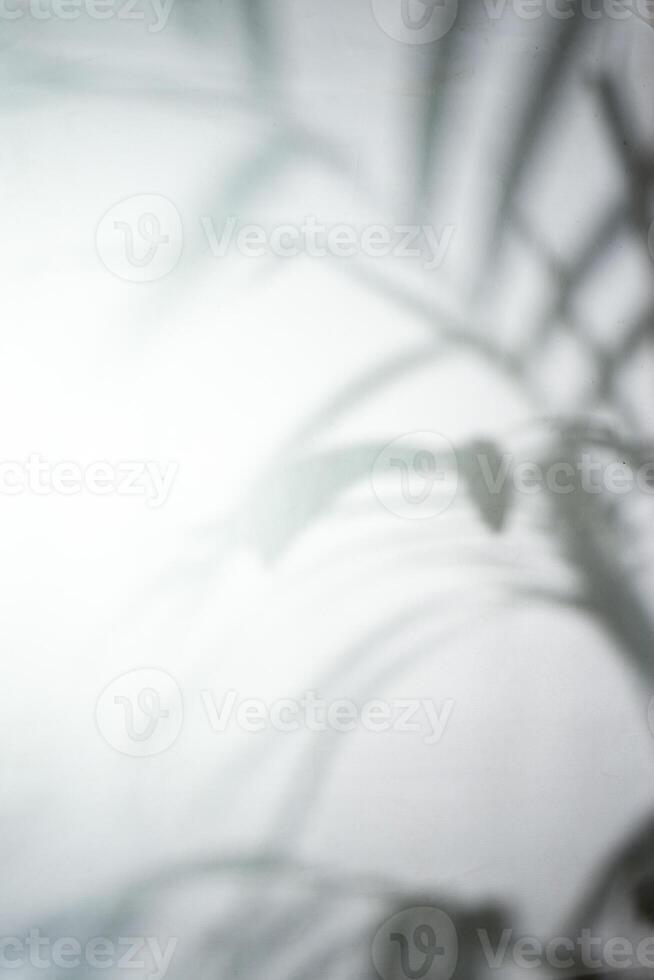 Leaf shadow overlay background design. Abstract natural shadow for minimalist photo effect