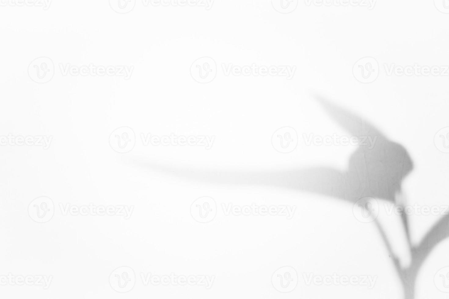 Leaf shadow overlay background design. Abstract natural shadow for minimalist photo effect