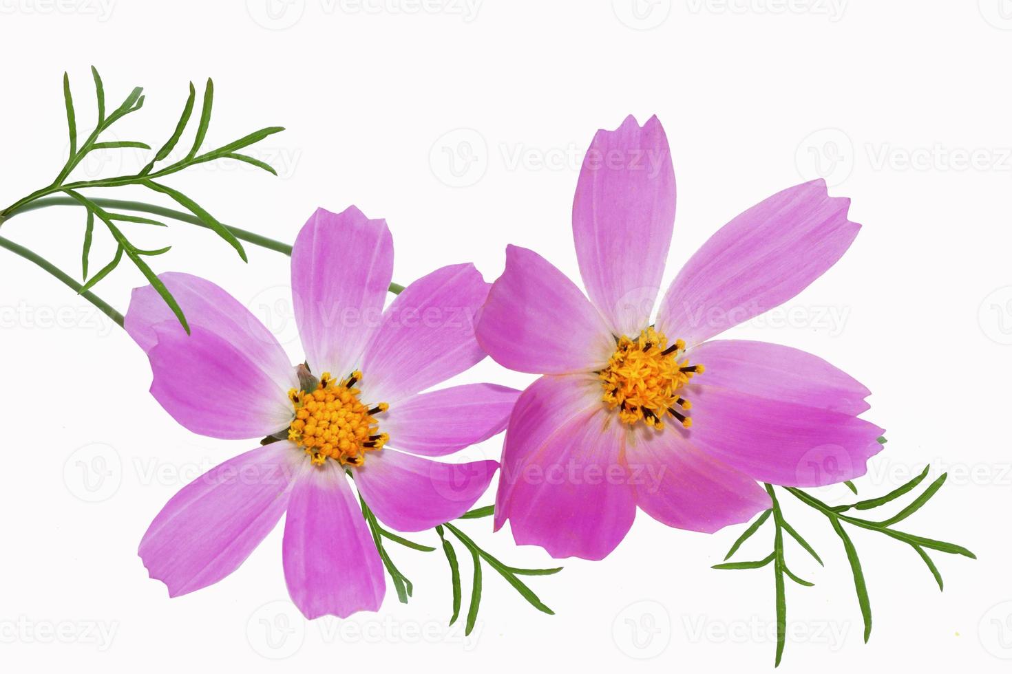 Bright colorful cosmos flowers isolated on white background. photo