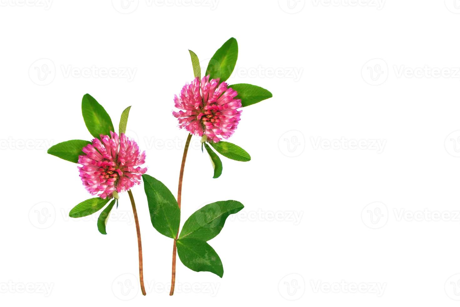 Wild red clover Trifolium pratense photo