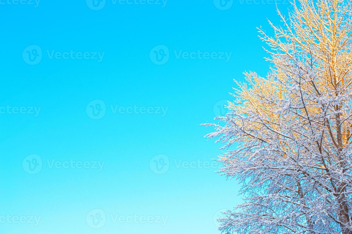 Frozen winter forest with snow covered trees. photo