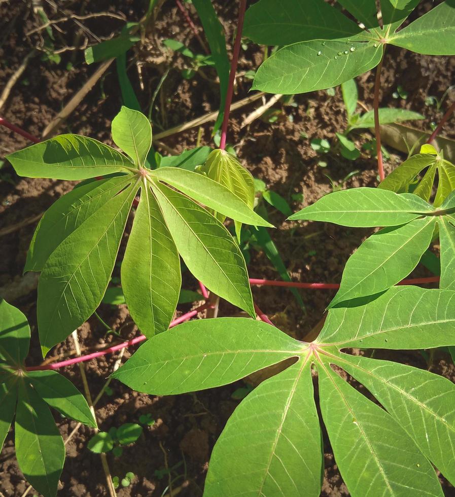 fotos de hojas de yuca, fotos de la naturaleza