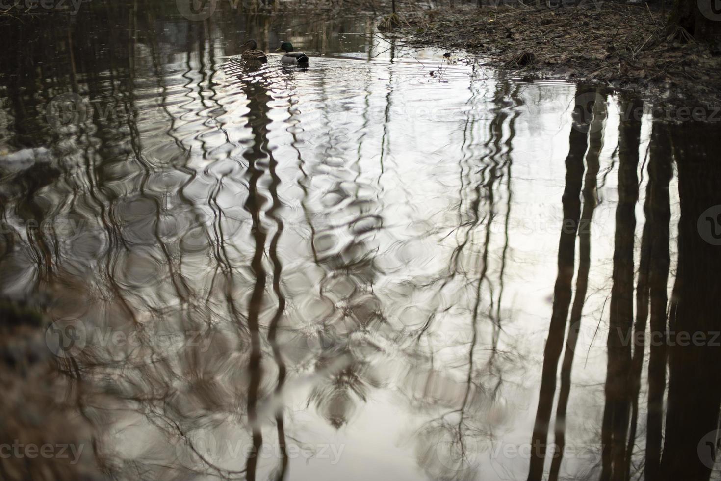 Water in puddle. Water in forest. Small pond. photo