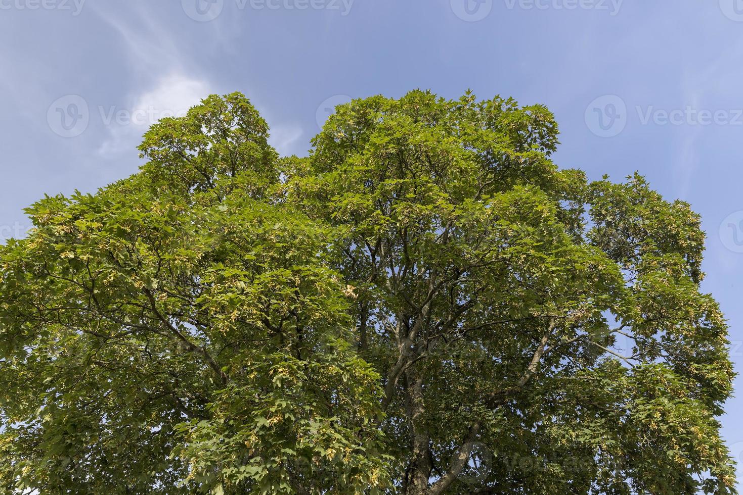 Different trees growing together in the forest 11654566 Stock Photo at