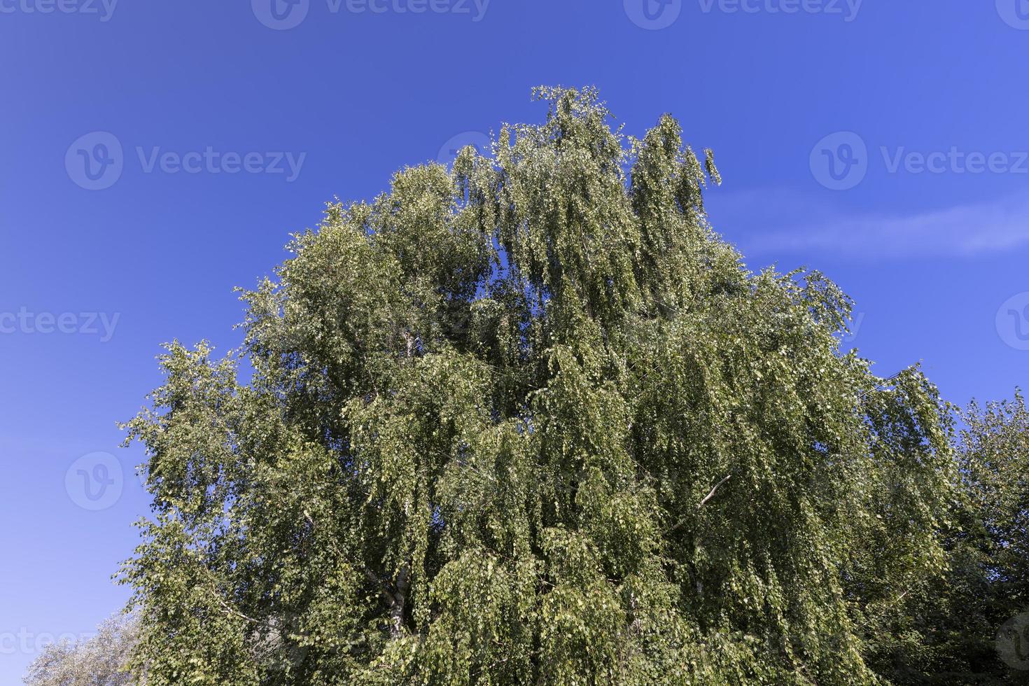 árboles de hoja caduca con follaje verde en verano foto