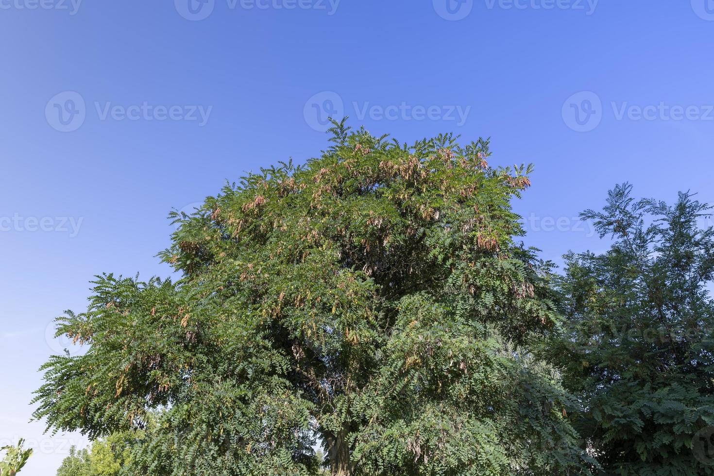 Deciduous trees with green foliage in summer photo