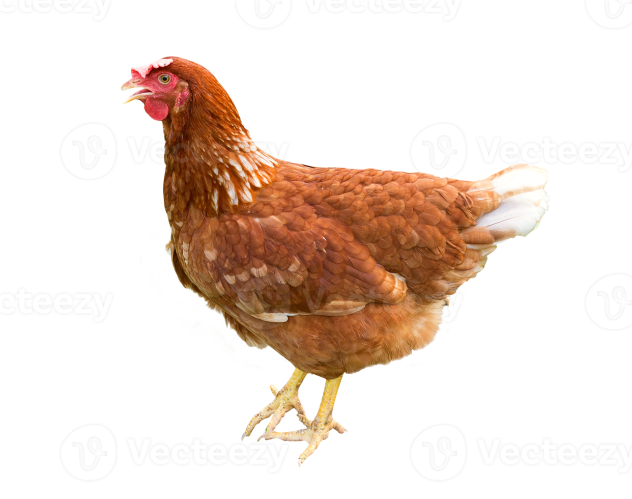 gallina marrón aislado en un fondo blanco png