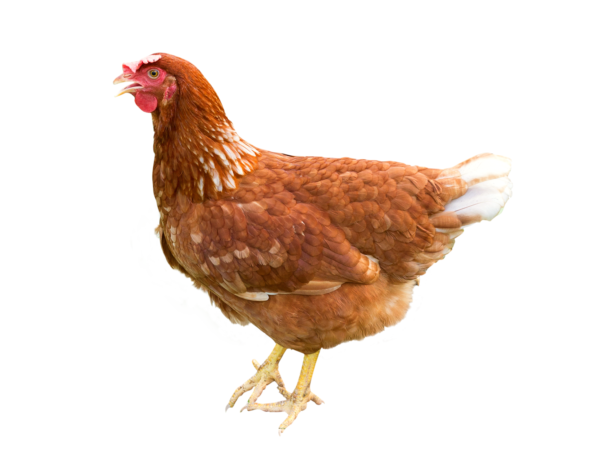 Free Brown hen isolated on a white background 11654713 PNG with Transparent  Background