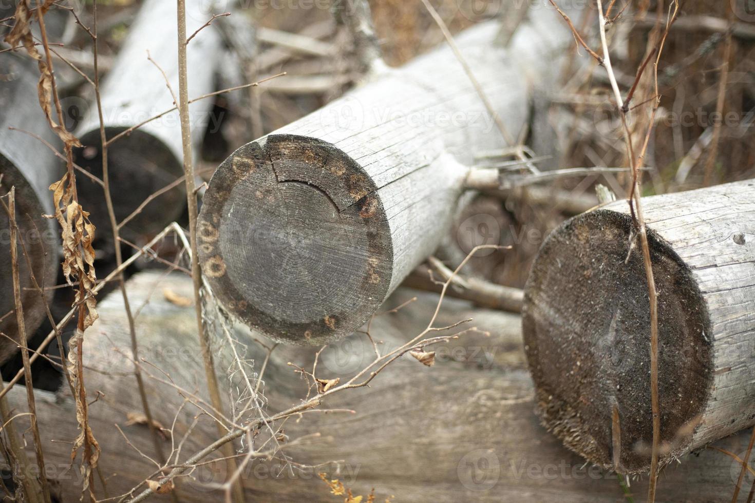 Details of deforestation. Old trees. Dry logs. photo