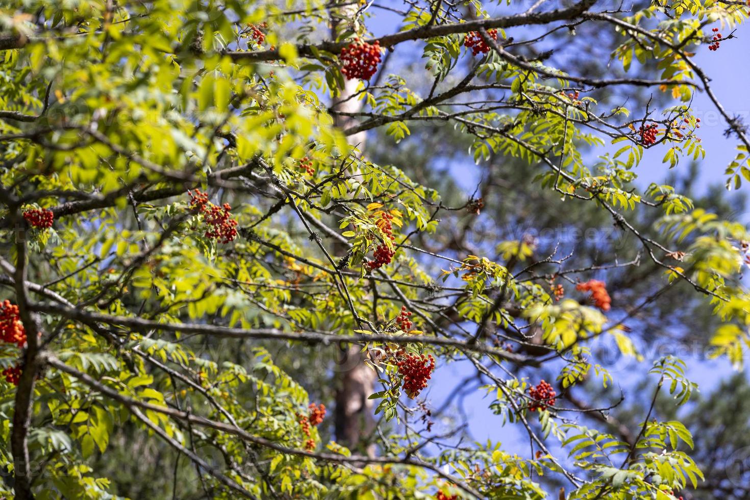 Red rowan berries in the summer photo