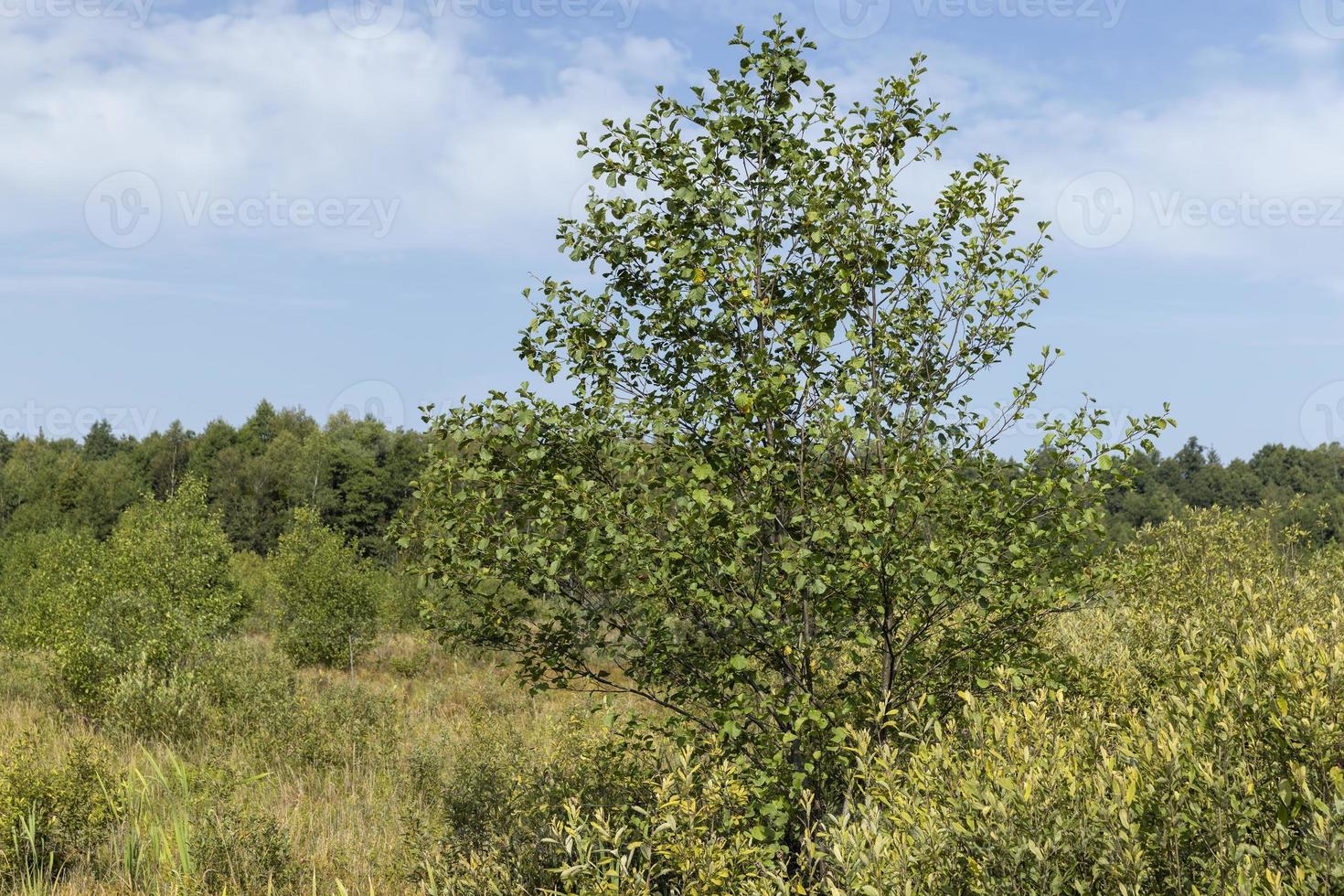 Swampy terrain with plants in summer photo