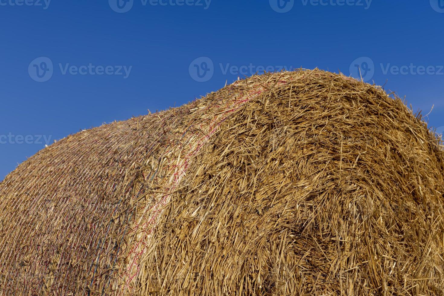 A field with cereals in the summer photo