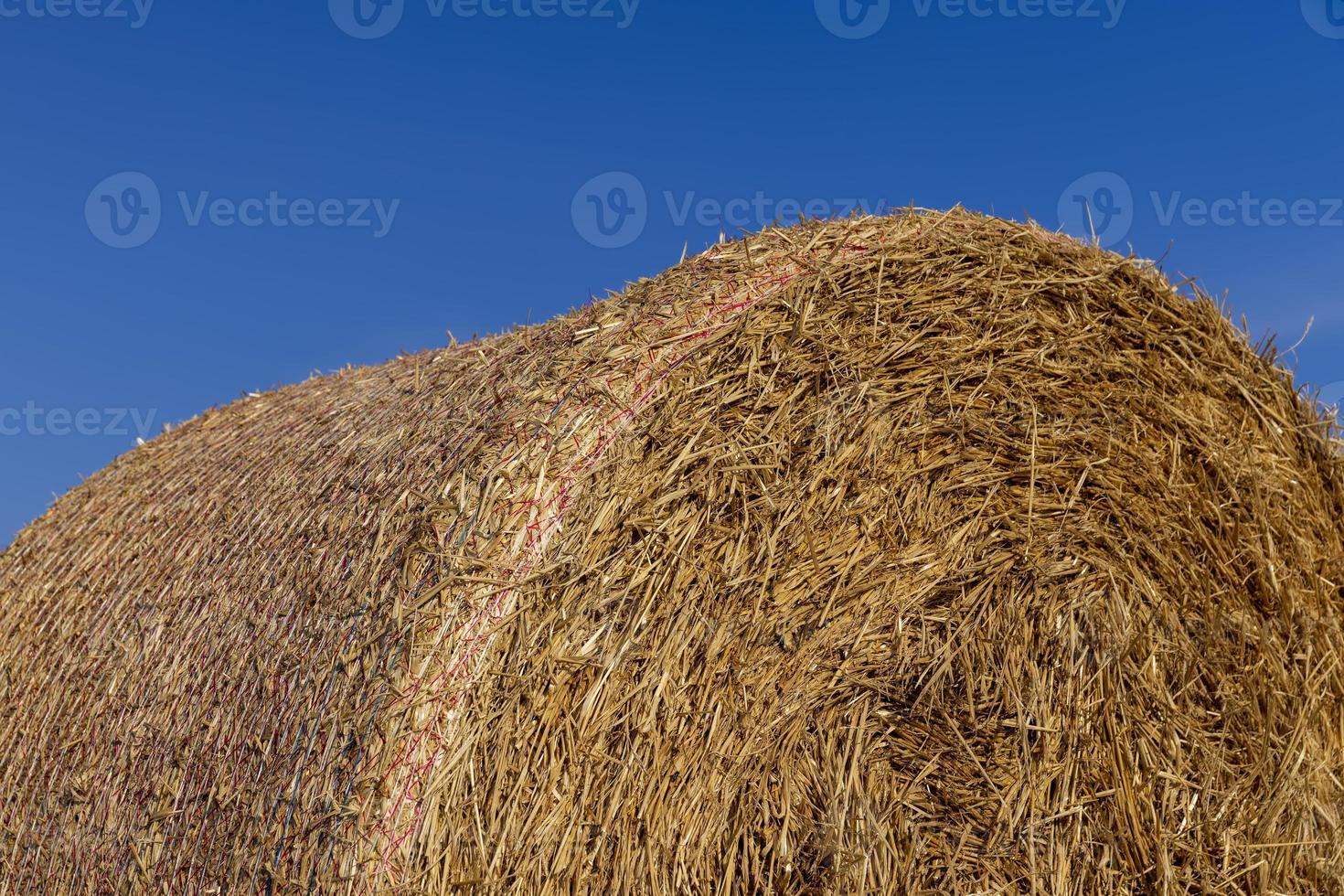 A field with cereals in the summer photo