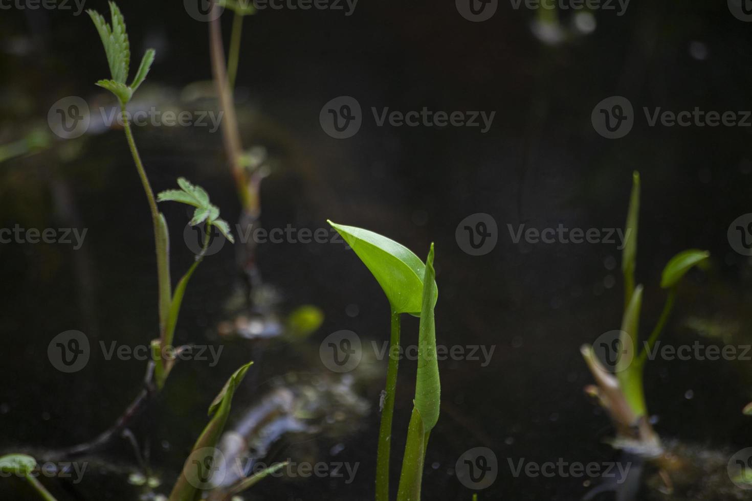 Swamp plant in summer. Sprout on pond. Green leaf. 11655195 Stock Photo