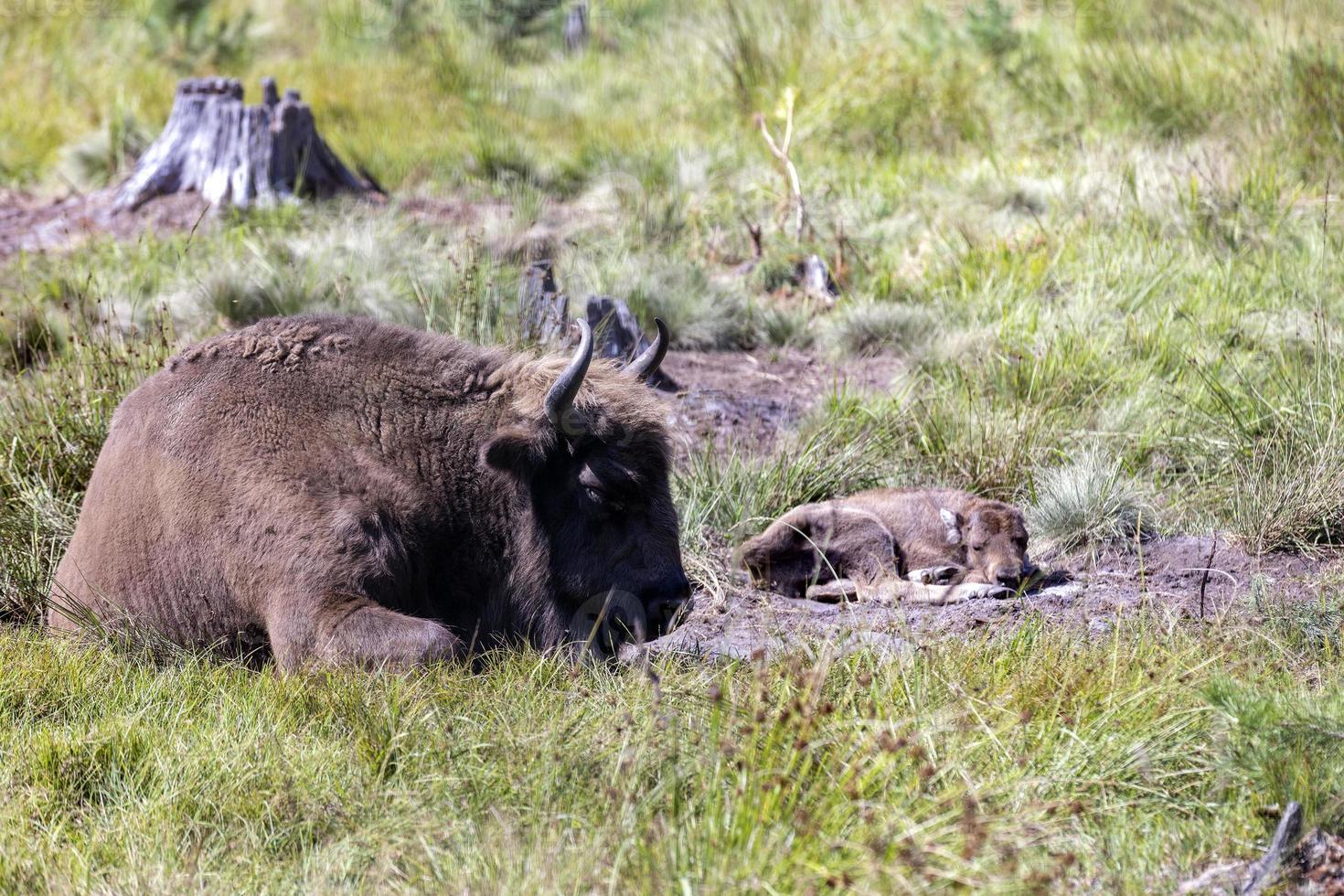 Wild animal European bison photo