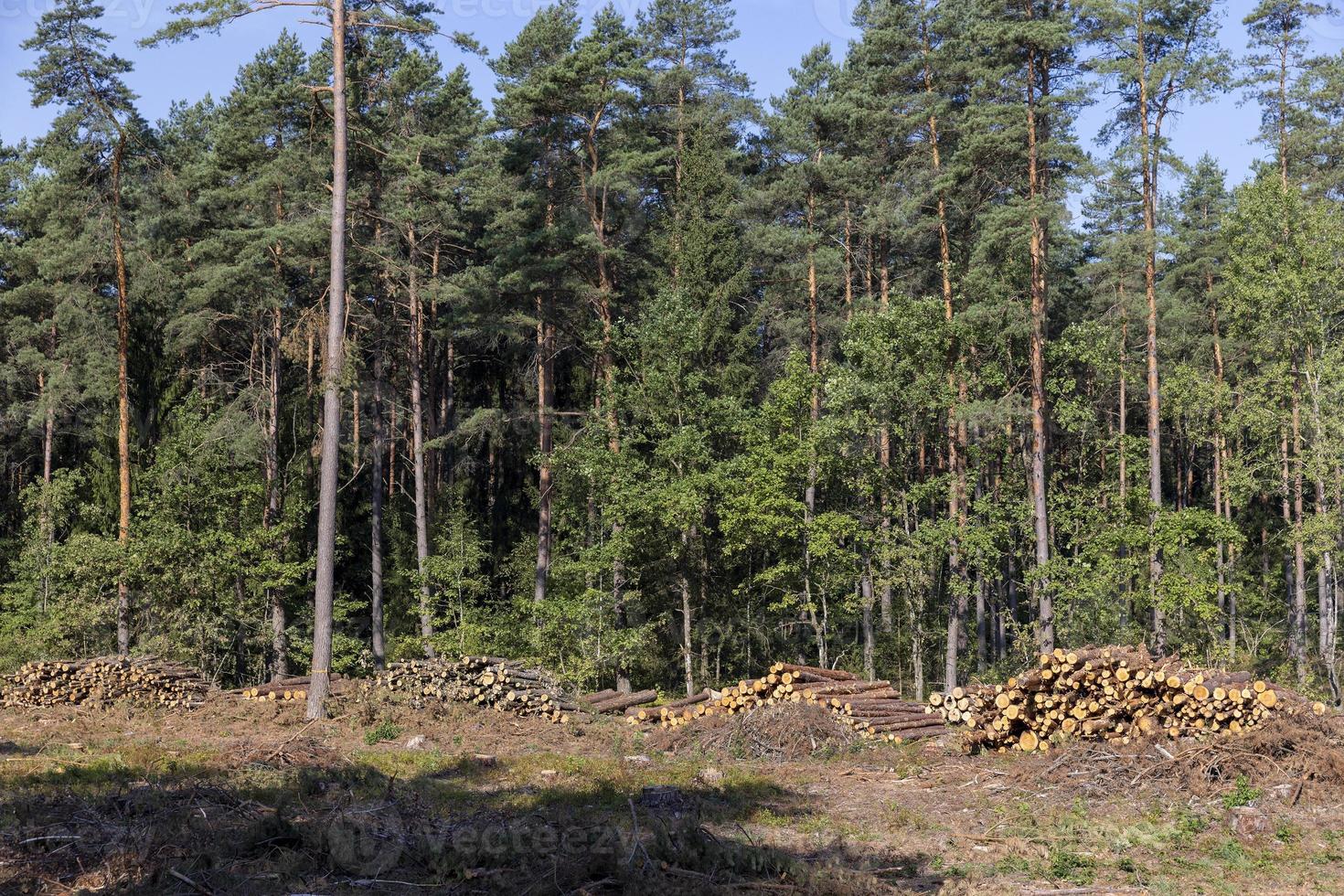 Deforestation for timber harvesting , forest photo