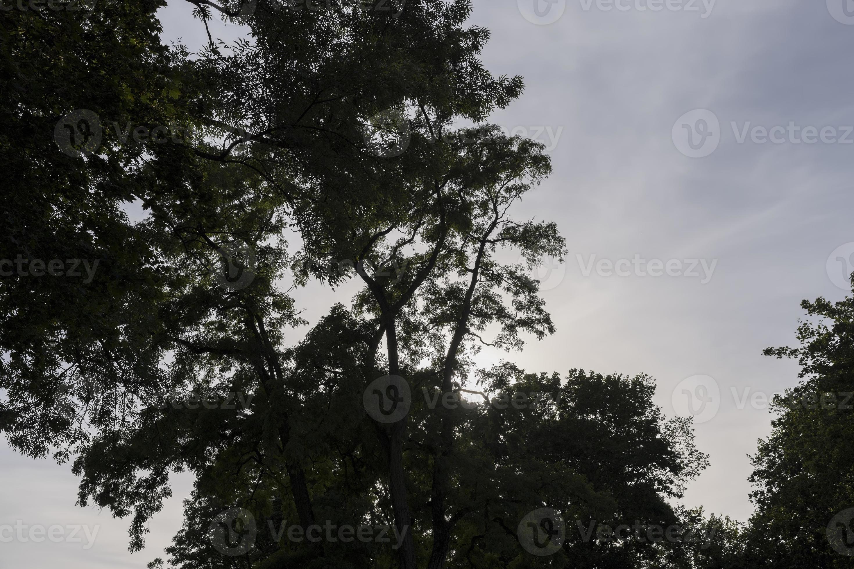 Different trees growing together in the forest 11656755 Stock Photo at