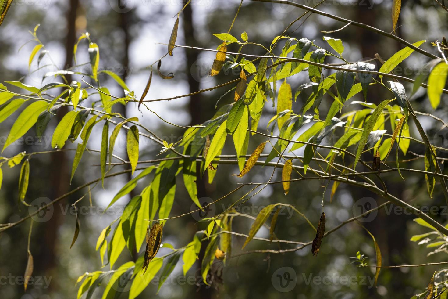 A variety of trees growing in the park photo