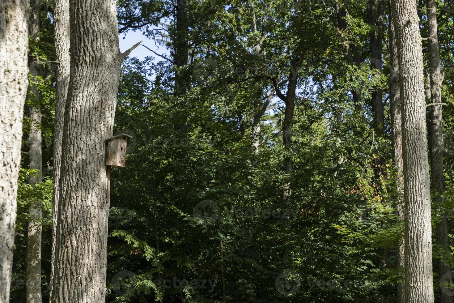 tall trees in the summer photo